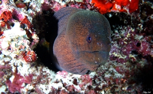 Maldives 2021 - Murene javanaise - Giant morey - Gymnothorax javanicus - DSC00735_rc